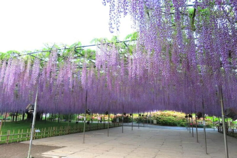 Tokyo: Ashikaga Flower Park with Entry Ticket - Discovering Ashikaga Flower Park: A Visual Feast