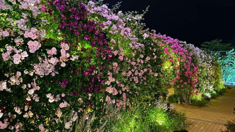 Tokyo: Ashikaga Flower Park with Entry Ticket - The Experience of the Guided Tour