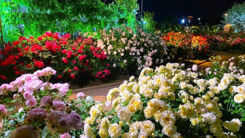 Tokyo: Ashikaga Flower Park with Entry Ticket - Practical Tips for Visitors