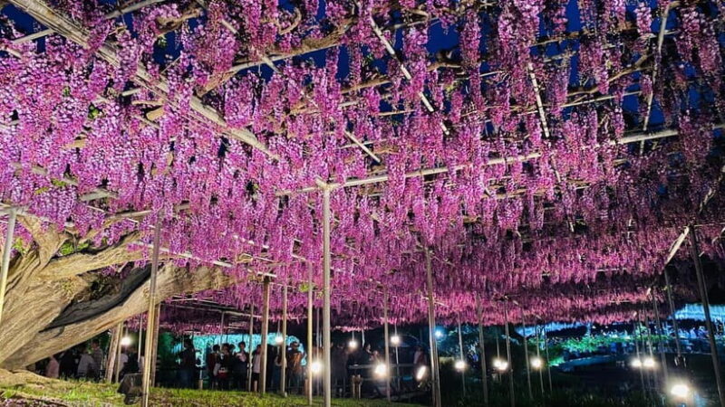 Tokyo: Ashikaga Flower Park with Entry Ticket - Who Will Love This Tour?