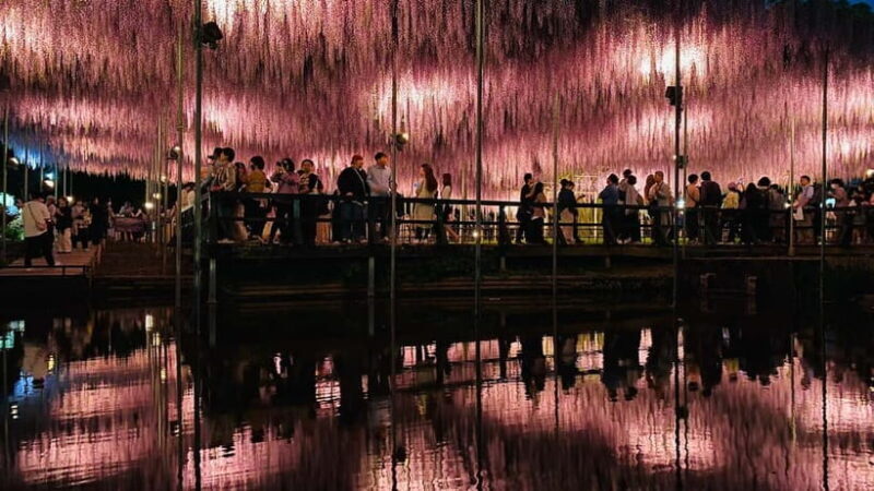 Tokyo: Ashikaga Flower Park with Entry Ticket - Key Points