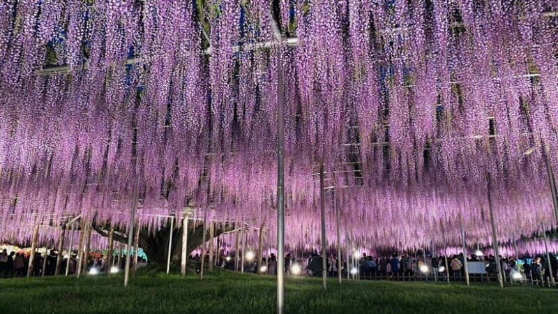 Tokyo: Ashikaga Flower Park with Entry Ticket - Discovering Ashikaga Flower Park: A Visual Feast in Every Season