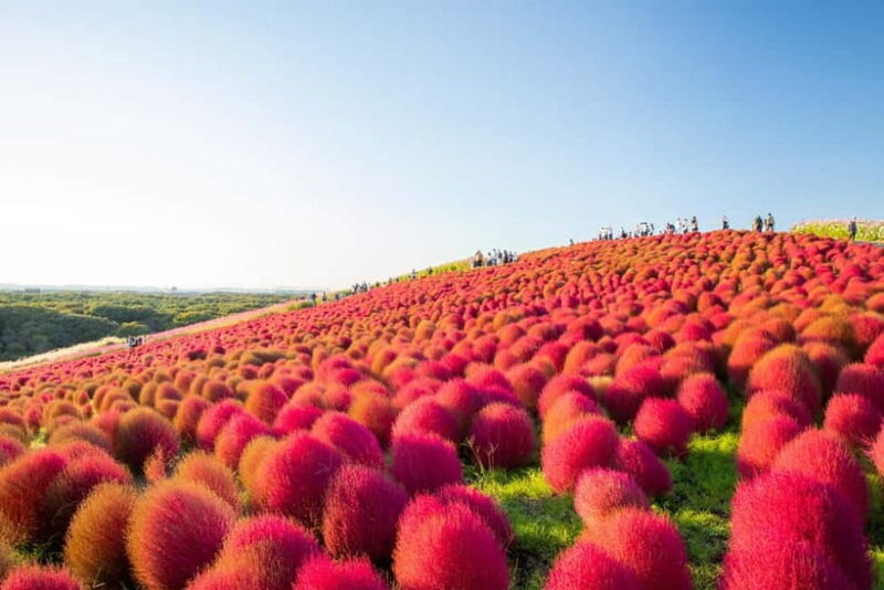 Tokyo: Autumn Hitachi Seaside Park, Fukuroda Falls & Ryujin - Value and Practicalities