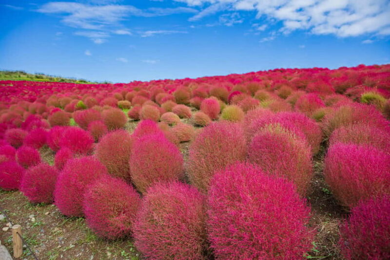 Tokyo: Autumn Hitachi Seaside Park, Fukuroda Falls & Ryujin - Final Thoughts: Is This Tour Worth It?