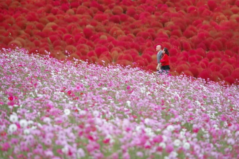 Tokyo: Autumn Hitachi Seaside Park, Fukuroda Falls & Ryujin - Frequently Asked Questions