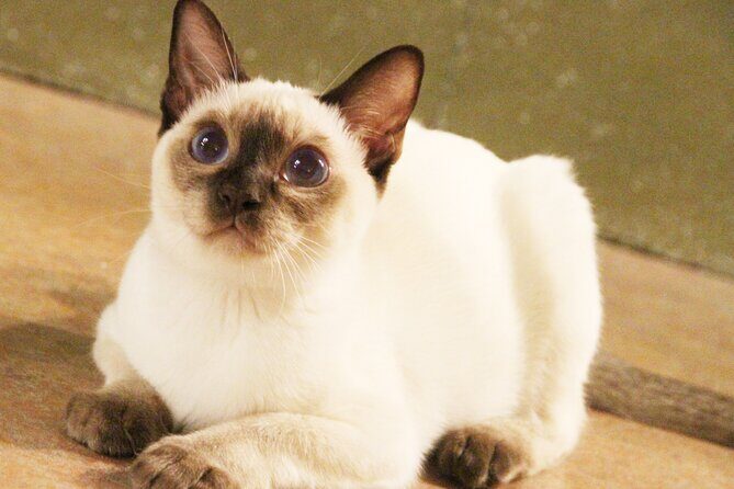 Tokyo Cat Café in Kichijoji - Forest Themed - What to Expect at Tokyo Cat Café in Kichijoji