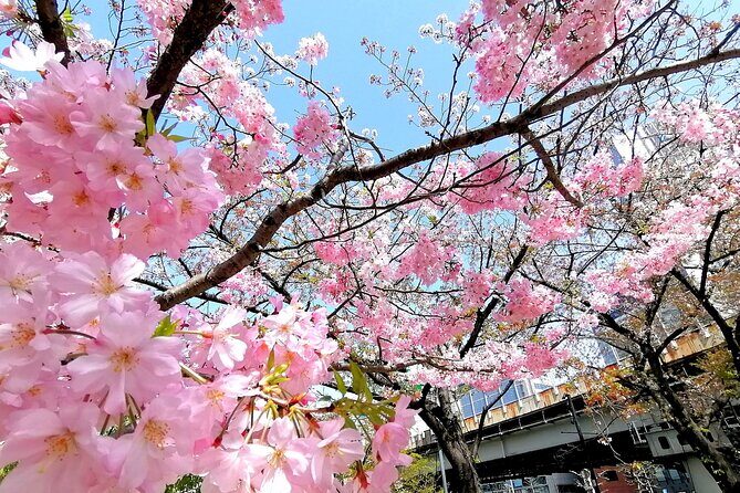 Tokyo Cherry Blossoms blooming spots E-bike Tour, 3hrs - An In-Depth Look at the Tour Experience