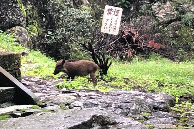 Tokyo Countryside Exploration Private Tour - Price and Value