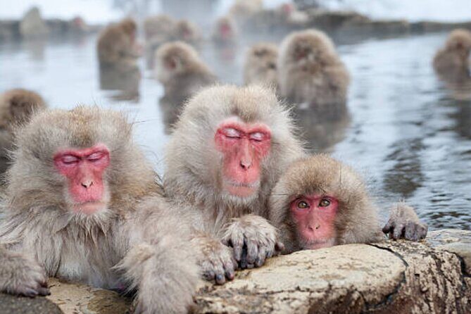 Tokyo Day Trip to Snow Monkeys and Zenkoji - An In-Depth Look at the Itinerary
