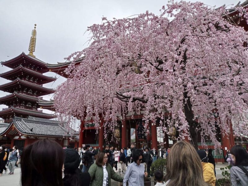 Tokyo: Full-day Immersive Private Tour by Premium Car - In The Sum Up