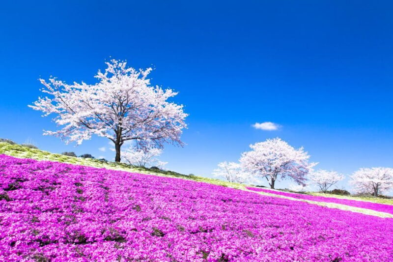 Tokyo: German Village Lighting and Farm Experience - FAQ