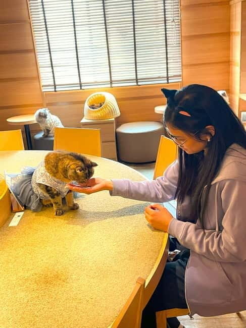 Tokyo: Gotokuji Cat Temple, Shinjuku Cat Cafe & 3D Cat Tour - Exploring the Tour: What to Expect