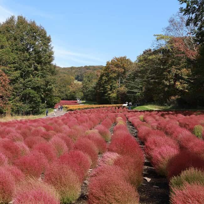 Tokyo: Gunma Scenic Day Trip with Fruit Picking, Crab Lunch - Key Points