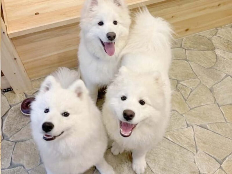 Tokyo Harajuku30-Minute Samoyed Interaction Experience - Key Points
