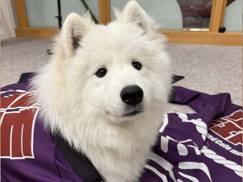 Tokyo Harajuku30-Minute Samoyed Interaction Experience - What to Expect from Your Samoyed Encounter