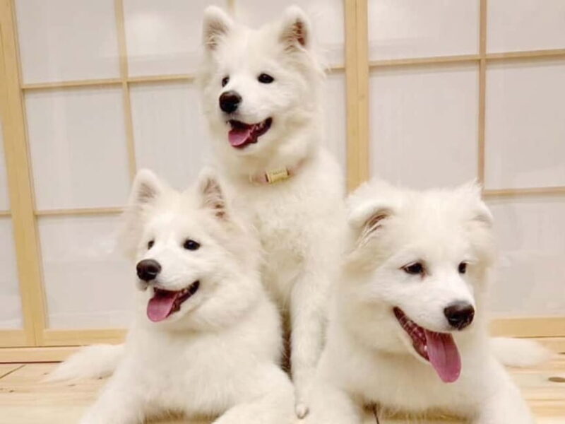 Tokyo Harajuku30-Minute Samoyed Interaction Experience - Practical Details and How to Make the Most of It