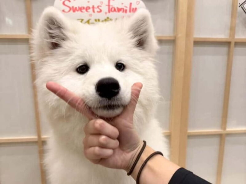 Tokyo Harajuku30-Minute Samoyed Interaction Experience - What Do the Reviews Say?