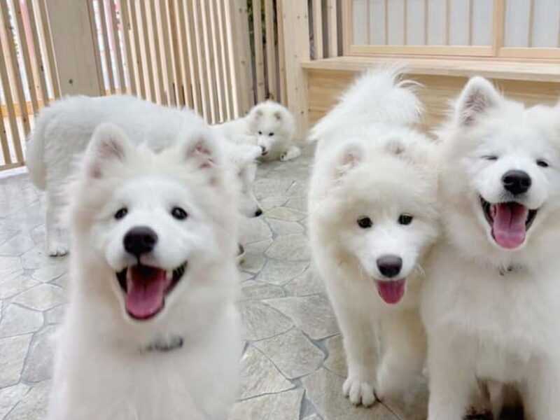 Tokyo Harajuku30-Minute Samoyed Interaction Experience - Is This Experience Worth It?