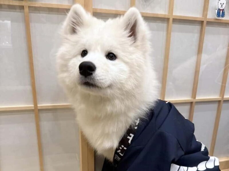 Tokyo Harajuku30-Minute Samoyed Interaction Experience - The Sum Up