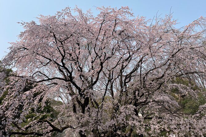 Tokyo Historian and Photographer Private Tour - Discover Tokyo Through the Eyes of a Historian and Photographer