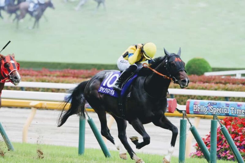 Tokyo: Horse Racing Tour with Local Fan - Key Points