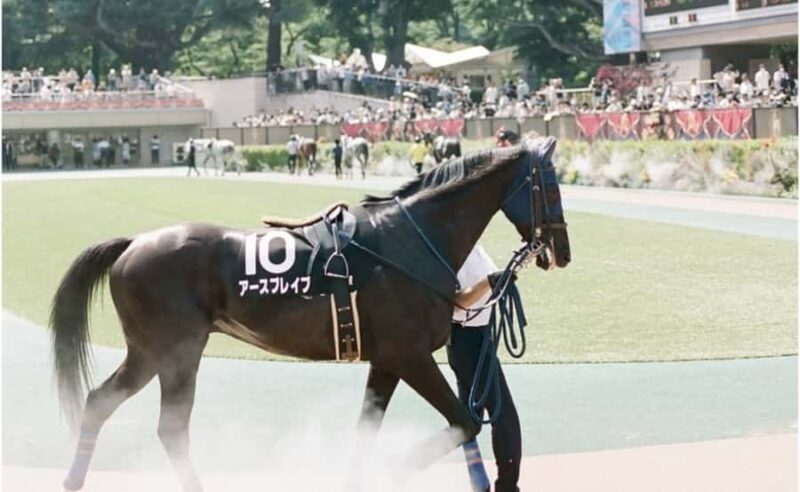 Tokyo: Horse Racing Tour with Local Fan - Practical Tips for Future Attendees