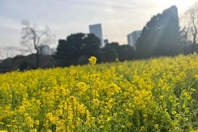 Tokyo: Japanese Garden Walking Tour with Tea and Sweets - Exploring Hamarikyu Gardens: A step back in time