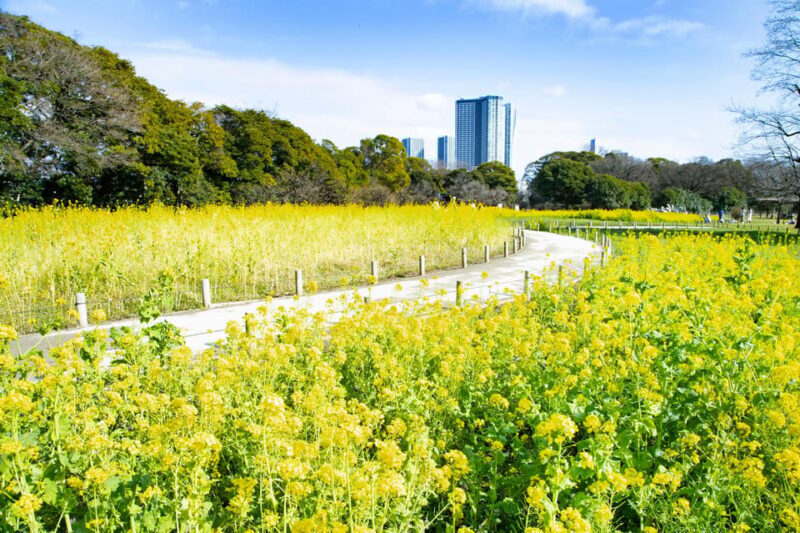 Tokyo: Japanese Garden Walking Tour with Tea and Sweets - Key Points
