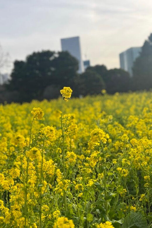 Tokyo: Japanese Garden Walking Tour with Tea and Sweets - FAQs