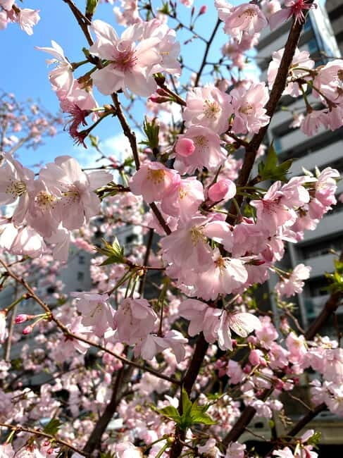 Tokyo: Local Foodie Adventure near Roppongi - An In-Depth Look at What to Expect