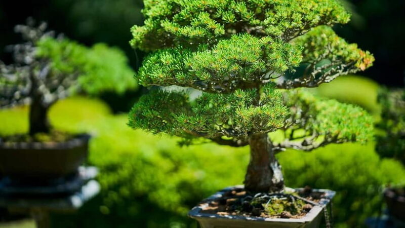 Tokyo: Meiji Shrine Walking Tour Shinto & Imperial System - FAQ
