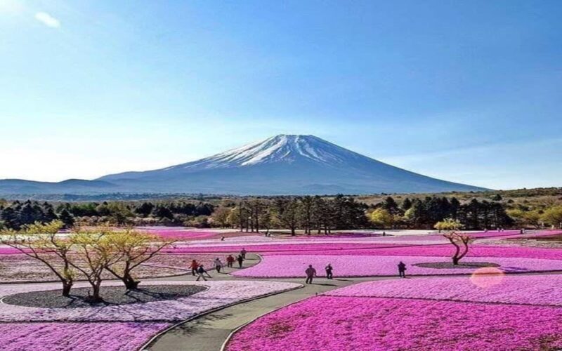 Tokyo: Mount Fuji and Hakone Private Sightseeing Day Tour - Authentic Experiences and Traveler Insights