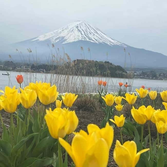 Tokyo: Mount Fuji Private Day Tour With Low Price Guarantee - The Experience of Other Travelers