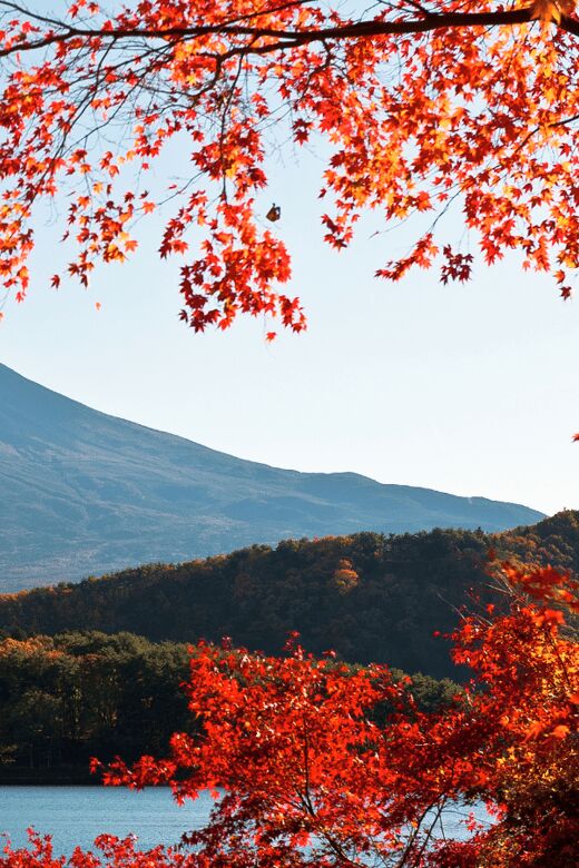 Tokyo: Mt. Fuji Hidden Gems and Aokigahara Forest Tour - The Mystique and Tranquility of Aokigahara Forest