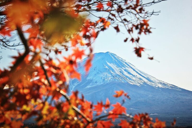 Tokyo: Mt. Fuji Hidden Gems and Aokigahara Forest Tour - Practical Details and What to Expect