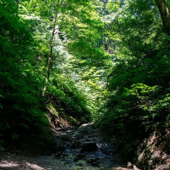Tokyo: Mt. Takao Nature & Culture Hike with Private Guide - Who Will Love This Experience?