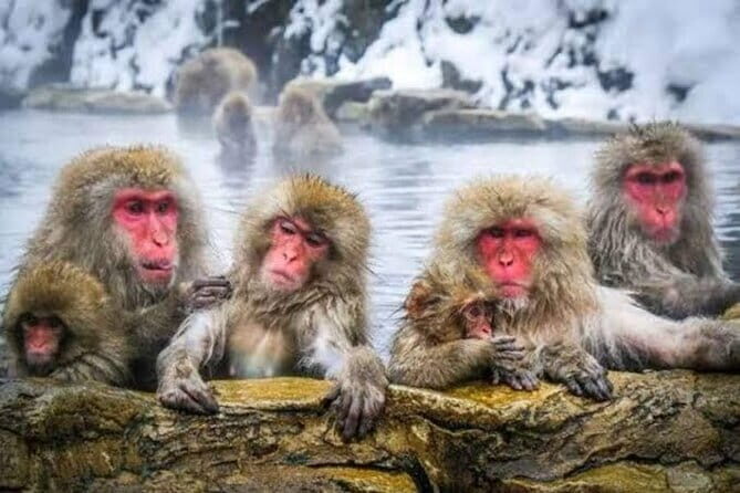 Tokyo Nagano Snow Monkey Park and Zenkoji Temple English driver - What the Reviews Say: Authentic Insights