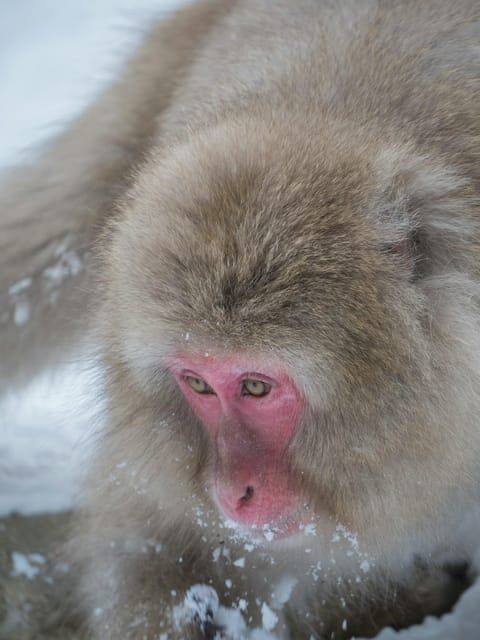 Tokyo: Nagano, Snow Monkeys and Zenko-ji Temple Private Tour - The Sum Up