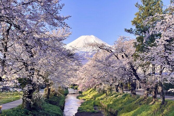 TOKYO OishiPark, Oshino & KoedoKawagoe, Fuji Mount - What the Reviews Say