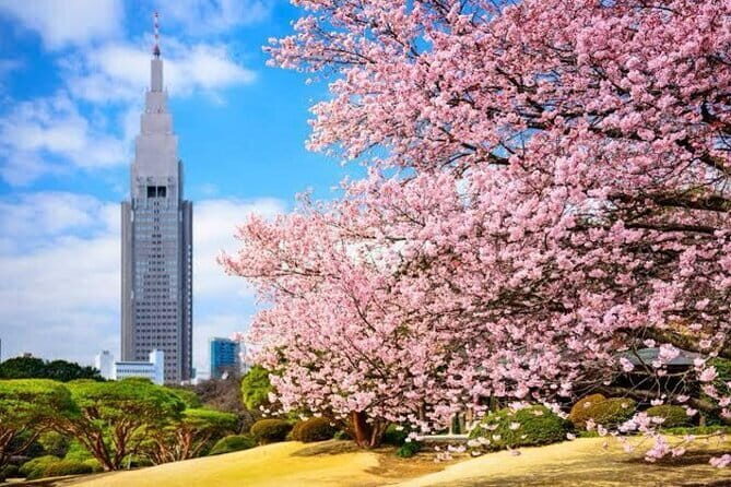 Tokyo Private Day Tour by Car with English speaking Driver - Navigating the Itinerary: What to Expect