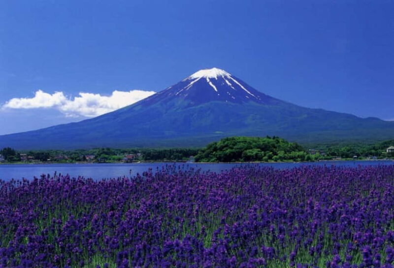 Tokyo : Private Luxury Tour To Mt Fuji With English Speaker - Analyzing the Value