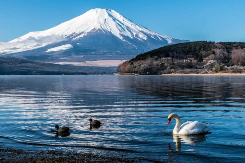 Tokyo: Private Mount Fuji Tour with Pickup and Drop-Off - Transportation and Comfort