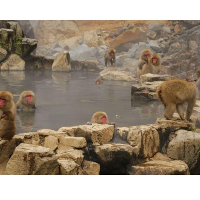 Tokyo: Snow Monkey & Nagano Customiseable Private Day Tour - The Itinerary Breakdown: What to Expect