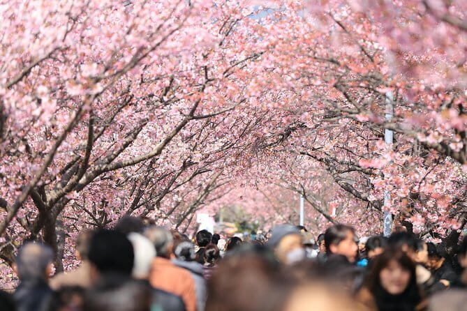 Tokyo Spring Daytime (Cherry Blossom) Food Tour - Discovering Yanaka: A Glimpse of Old Tokyo