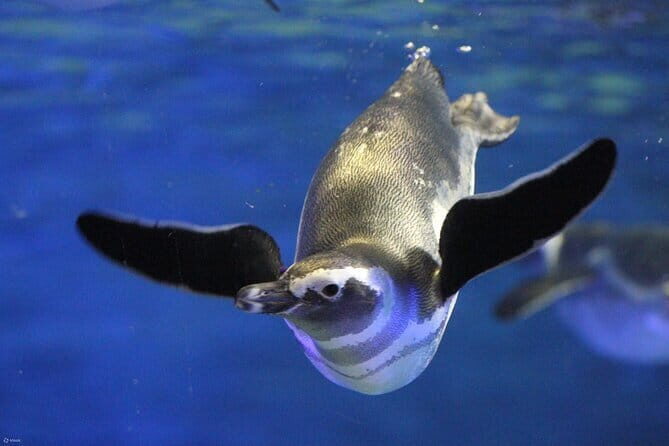 Tokyo Sumida Aquarium E-Ticket with Optional Tokyo Metro Pass - Exploring the Tokyo Sumida Aquarium: A Balanced Look at a Modern Marine Experience