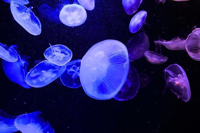 Tokyo Sumida Aquarium E-Ticket with Optional Tokyo Metro Pass - Analyzing the Experience: Value and Authenticity