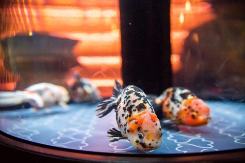 Tokyo: Sumida Aquarium Entry Ticket - The Location and How to Get There