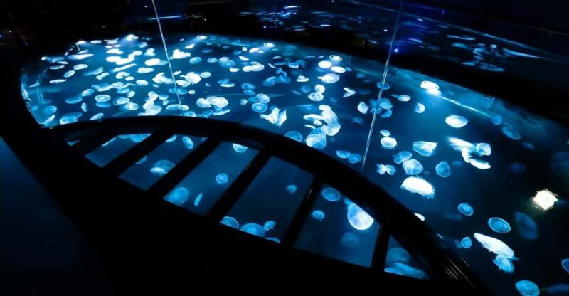Tokyo: Sumida Aquarium Entry Ticket - The Experience: A Mix of Quiet Observation and Interactive Learning