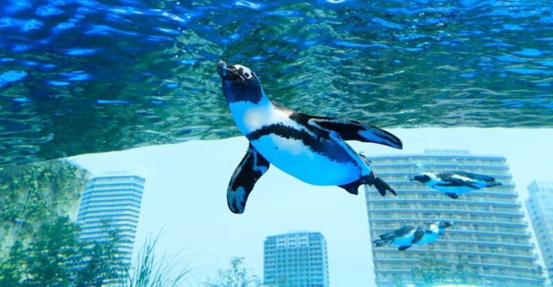 Tokyo: Sunshine Aquarium Entry Ticket - Introduction