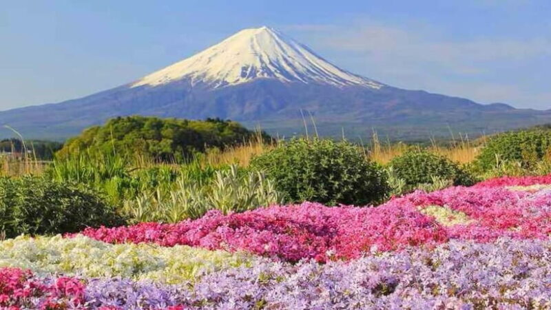 Tokyo To Mount FUJI Day Trip With English guide - Who Should Book This Tour?